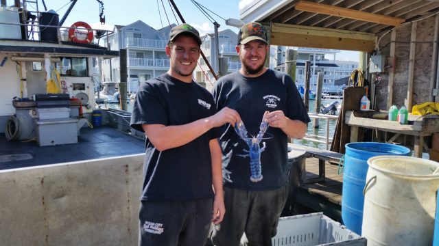 1.4 blue lobster brothers