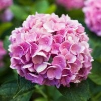 obit-3.31.18
