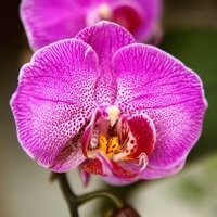obit-4.25.18
