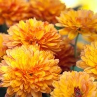 obit-4.4.18