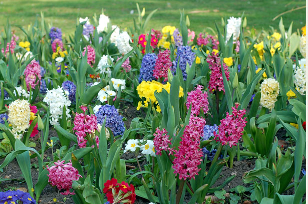 1.4 flowers publicdomainpictures.net