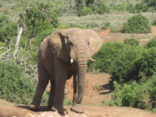 1.4 safari elephant closeup IMG_1713