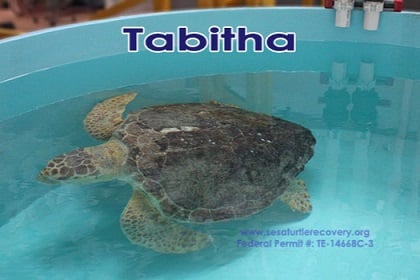 1.4 Tabitha sea turtle