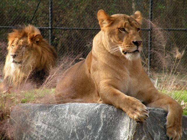 1.4 cape may county zoo lions