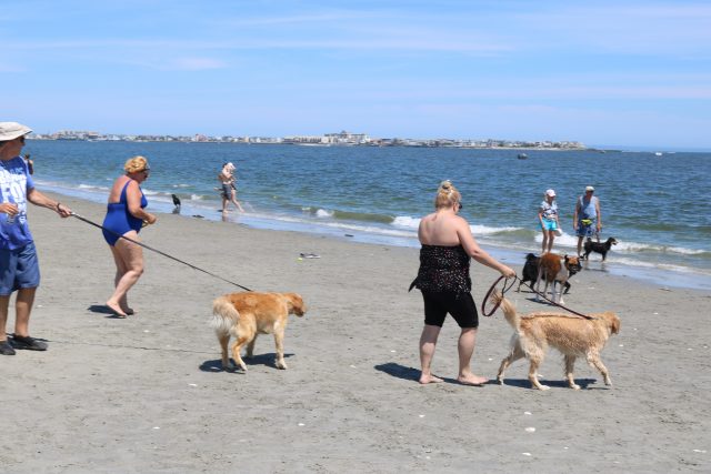 1.4-dog-beach-canines.jpg
