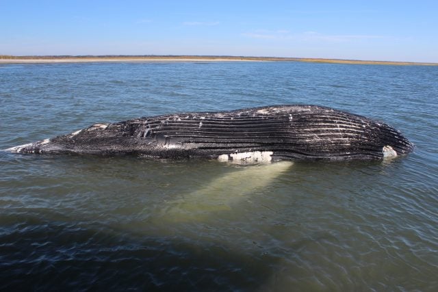 1.4 Sea Isle Humpback Whale 3
