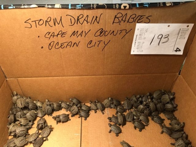 1.4 Hatchlings Turtles
