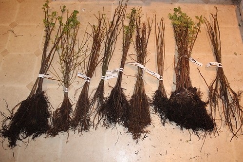 1.4 Seedlings