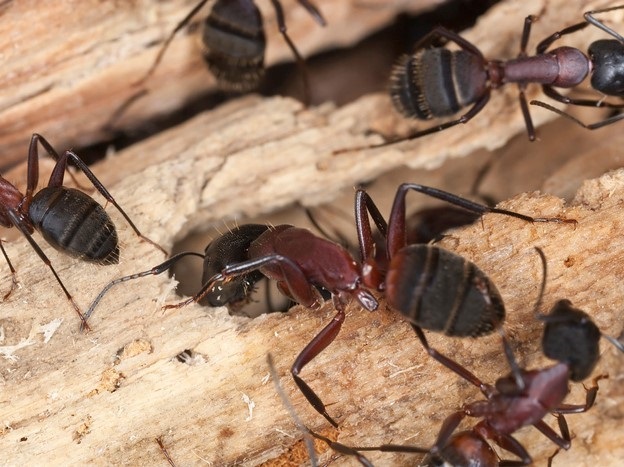 Carpenter ants, Camponotus herculeanus