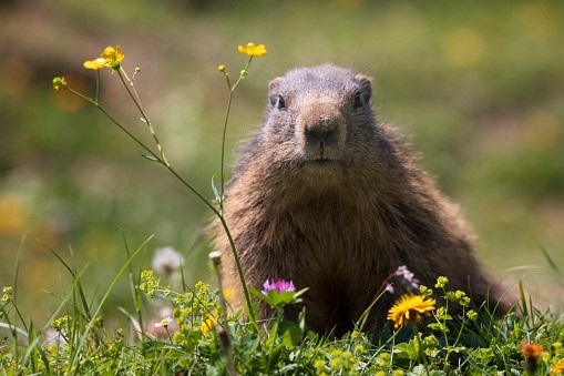 1.4 Groundhog