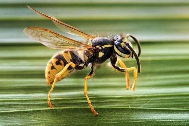 1.4 Wasps are a summer pest