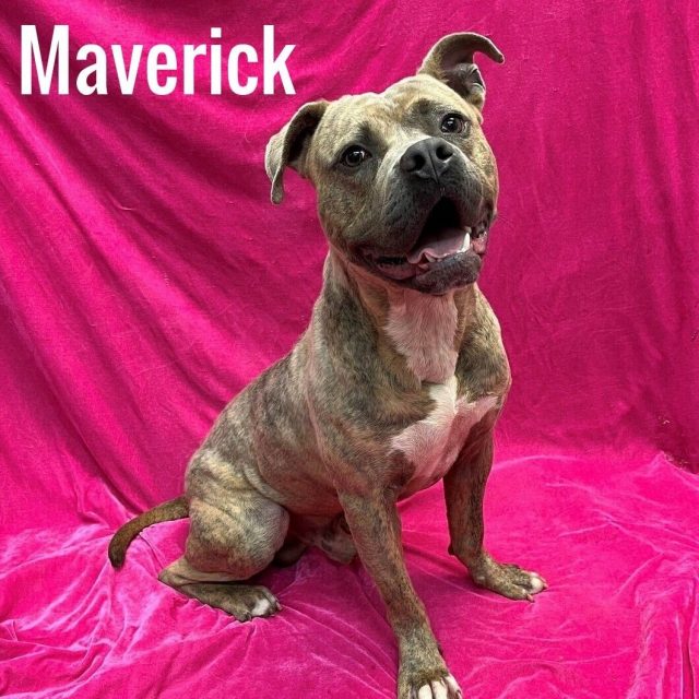 1.4 Animal Shelter Maverick
