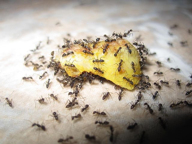1.4 Swarming Ants
