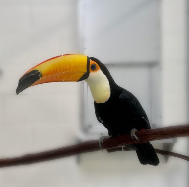 1.4 Toco Toucan