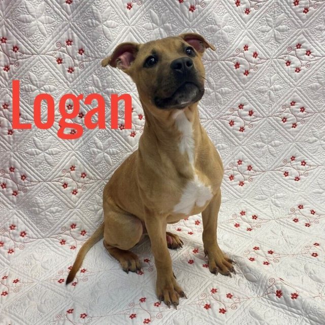 1.4 Animal adoptions