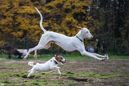 Great Danes of the Ozarks