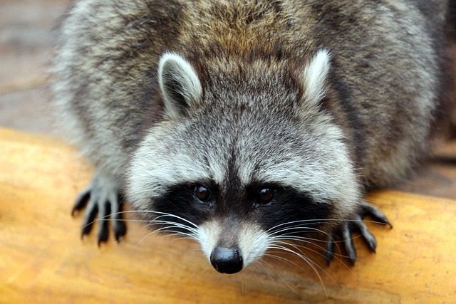 1.4 Racoon