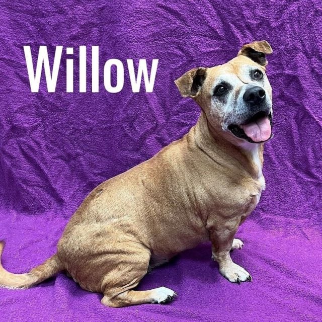 1.4 Shelter Willow