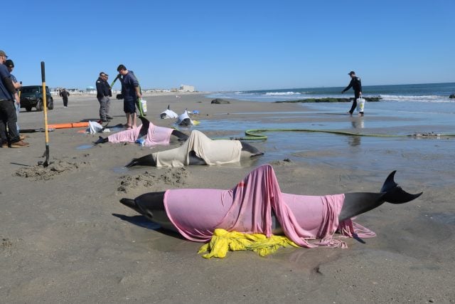 1.4 Beached Dolphins Rescue Efforts