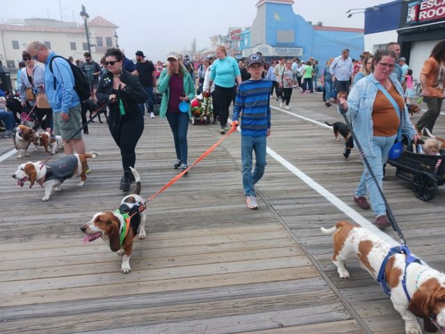 1.4 Doo Dah Parade Basset Hounds