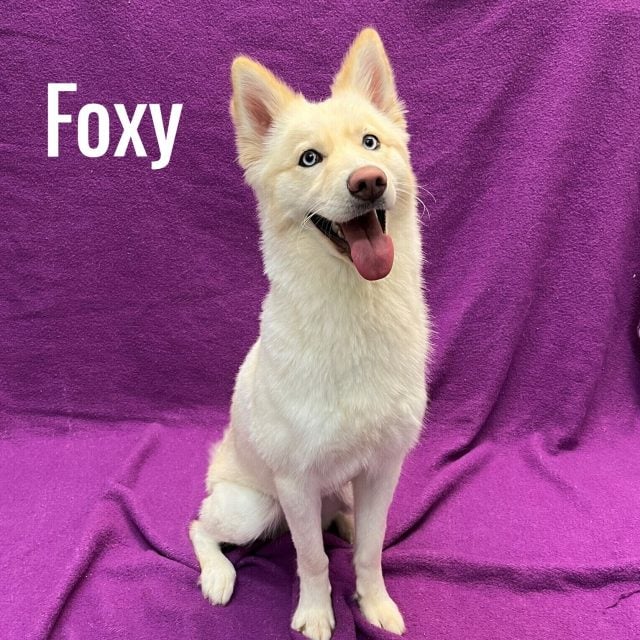 1.4 Atlantic County Animal Shelter