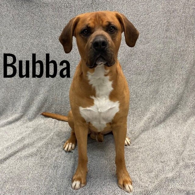 1.4 Atlantic County Animal Shelter