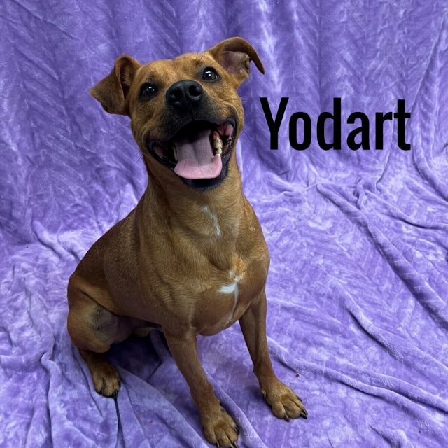 1.4 Atlantic County Shelter Yodart