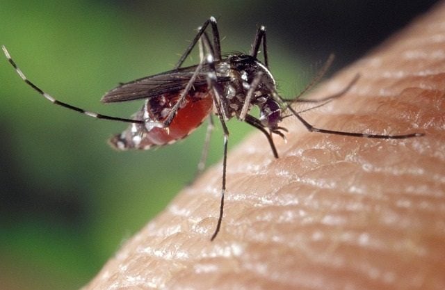 1.4 West Nile Mosquito