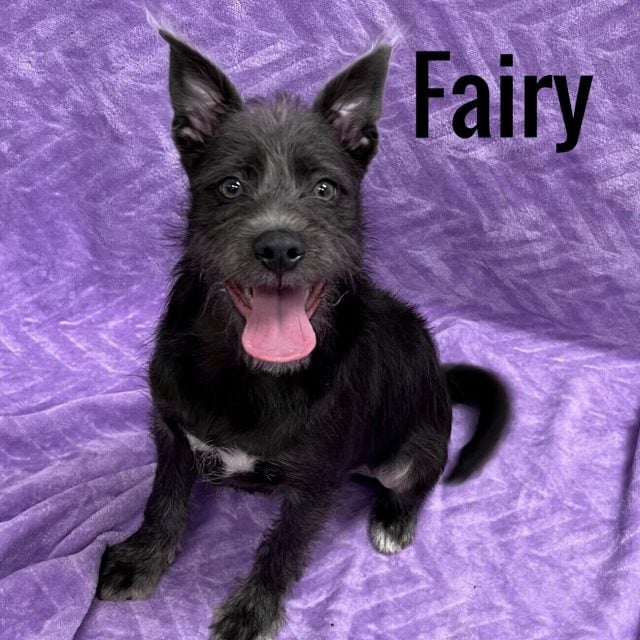 1.4 Dogs Fairy