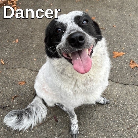 1.4 Dancer