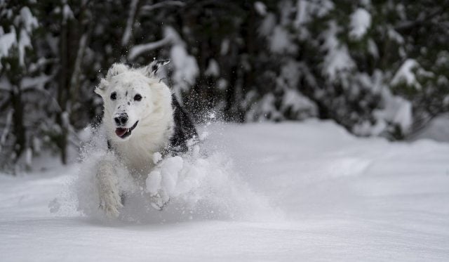 1.4 Pets in Snow Pixabay