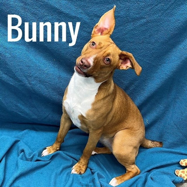 1.4 Shelter Adoptions