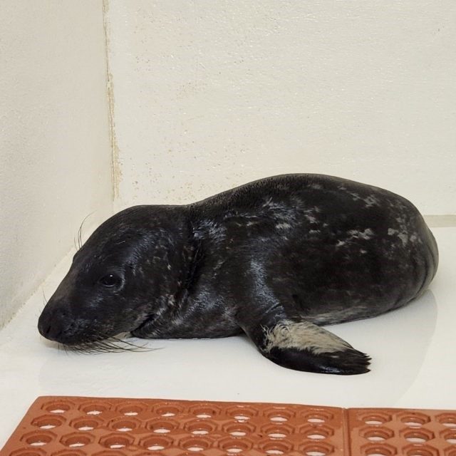 1.4 Seal