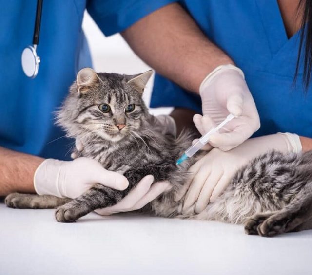 1.4 Rabies Vaccination