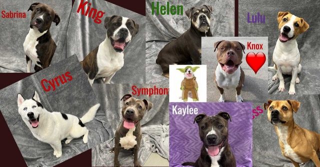 Atlantic County Shelter Pets