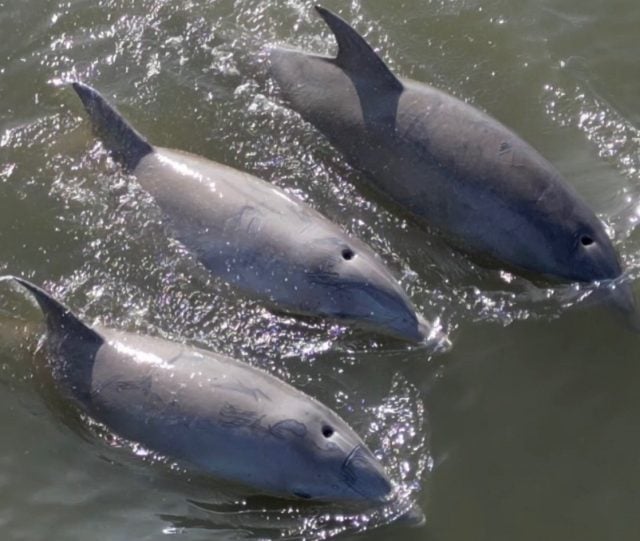Dolphins Jordan Gellar