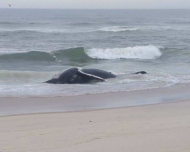 Humpback Whale