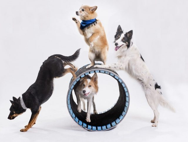 Stockton Dog Show
