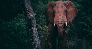 Gayle M. Pohl on Empowering Global Health Through Compassionate Care for Animals
