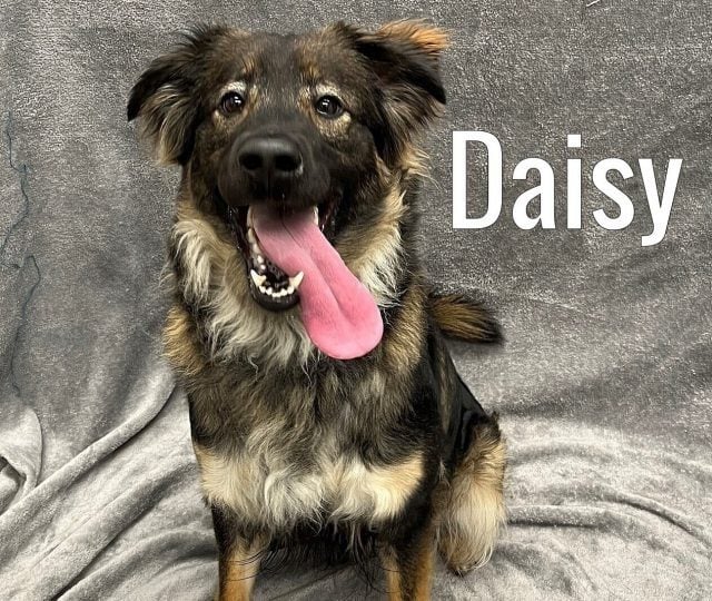 Shelter Daisy