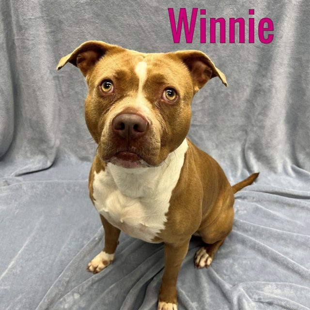 Dog up fpr adoption