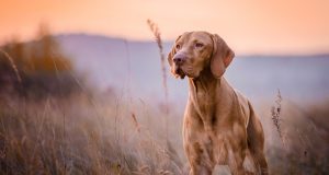 The Pride Dog Food Pro Series