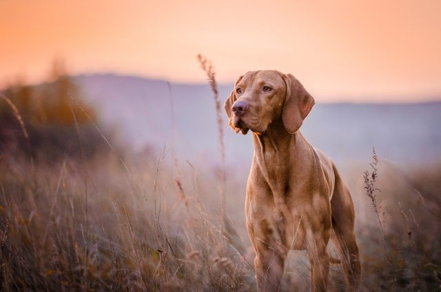 The Pride Dog Food Pro Series The Pride Dog Food Pro Series
