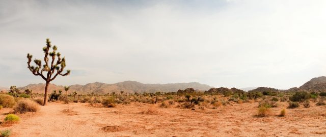 Gerrick Mijares of Rancho Mirage on Safeguarding Local Wildlife Gerrick Mijares of Rancho Mirage