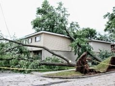 Delaware Homeowners Warned to Assess Trees Before Summer Storm Season as Arborists Report Elevated Risk