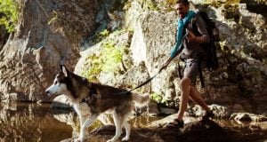Orlin Damianov on Why Outdoor Adventures Create Stronger Bonds Between Dogs and Their Owners