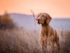 The Pride Dog Food Pro Series