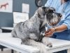 Gerrick Mijares of Rancho Mirage on Everyday Pet-Care Standards Inspired by ASPCA Membership