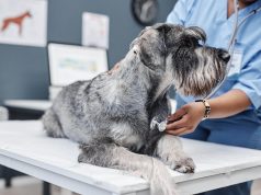 Gerrick Mijares of Rancho Mirage on Everyday Pet-Care Standards Inspired by ASPCA Membership
