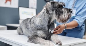 Gerrick Mijares of Rancho Mirage on Everyday Pet-Care Standards Inspired by ASPCA Membership